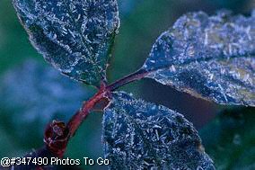 Frosted leaves